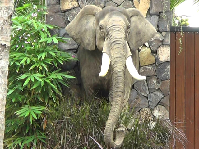 Gajah di Lombok Utara mati,polisi selidiki penyebabnya