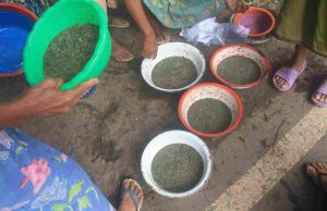 Nyale terjun di pasar sengkol,harganya geleng kepala