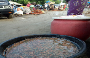 Nyale sudah turun ke pasar