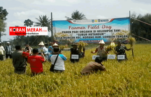 Panen raya Padi organik muncan
