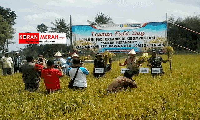 Panen raya Padi organik muncan
