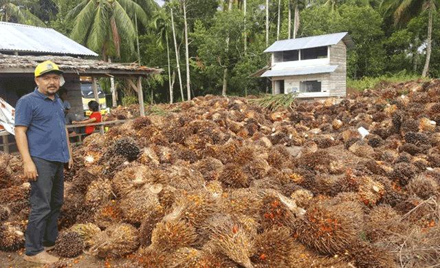 harga sawit anjlok