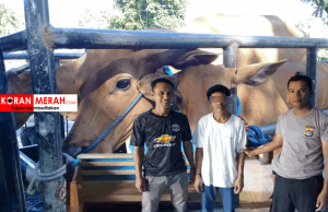 Pencuri Sapi Dibekuk Polisi. Pelakunya Residivis Hewan