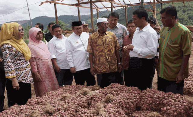 bawang-bima