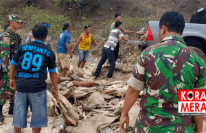 Pemburu Tembak Puluhan Rusa di Pulau Komodo, Ditangkap di Bima