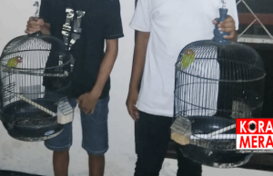 Punya Burung Sendiri, Dua Pelajar SMP Nekat Curi Burung Tetangga