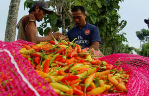 Karena Biaya Cargo, Pengusaha Cabai Hentikan Pengiriman Cabai Ke Luar NTB