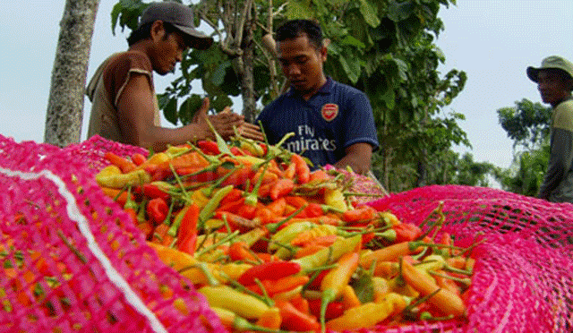 Pengiriman-Cabai-Lombok