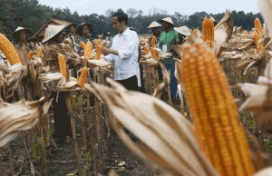 Februari, Pemerintah Pastikan Impor Jagung 30 Ribu Ton