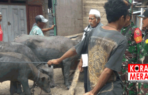 Babinsa di Bima Amankan 3 Kerbau Hasil Curian. Ternyata Begini Kronologinya