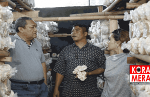 Budidaya Jamur, Solusi Atasi Kemiskinan Perkotaan