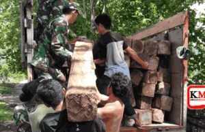 Aparat Temukan Puluhan Kayu Sonokeling Hasil Ilegal Loging