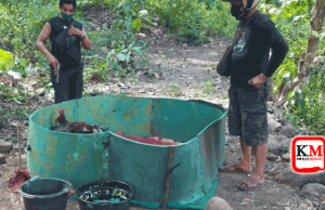 Bubarkan Penjudi, Ayam Sawung Langsung Disembelih