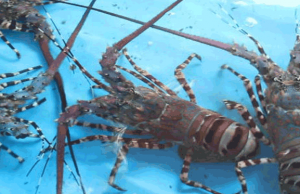 260 Ekor Lobster Hasil Budidaya Dilepasliarkan di Konservasi Perairan Lombok