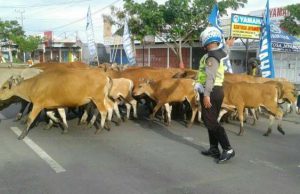 Rombongan Sapi Ditabrak, Akhirnya Seorang Pria Meninggal Langsung