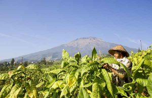 Sikapi Kondisi Petani Tembakau, Zul Minta Ini