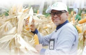 Panen Raya Perdana Jagung Hibrida R7 Program Kerjasama Bank NTB Syariah