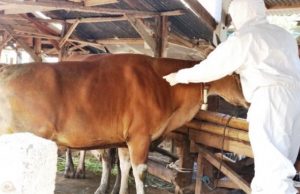 Ramai Soal Produk Pembiayaan Sapi, Bank NTB Syariah Beri Klarifikasi