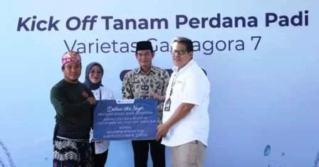 tanam padi